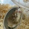 ロボロフスキーハムスターです サムネイル2