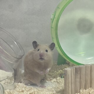 元気いっぱいのキンクマハムスターです