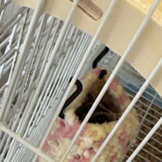 大人しいモモンガの男の子（募集停止）