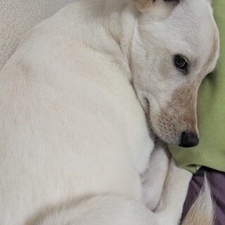 ラブラドールの人懐こい男の子✨️