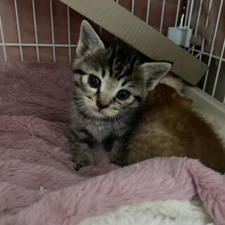 小さくて可愛い３兄妹❤️