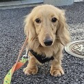 可愛いダックスくんです