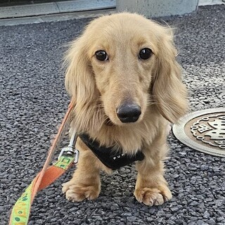 可愛いダックスくんです