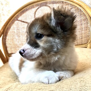 でぃくん⭐︎ちょっと人見知り☆生後約３ヶ月