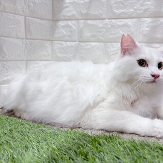 【5/11東日本橋】環境変化が苦手です♡西園寺くん