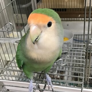 ピーちゃんと言って、遊んでと鳴きます｡
