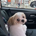 シーズー