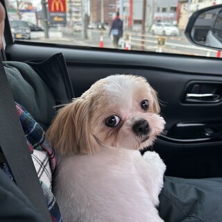 シーズー