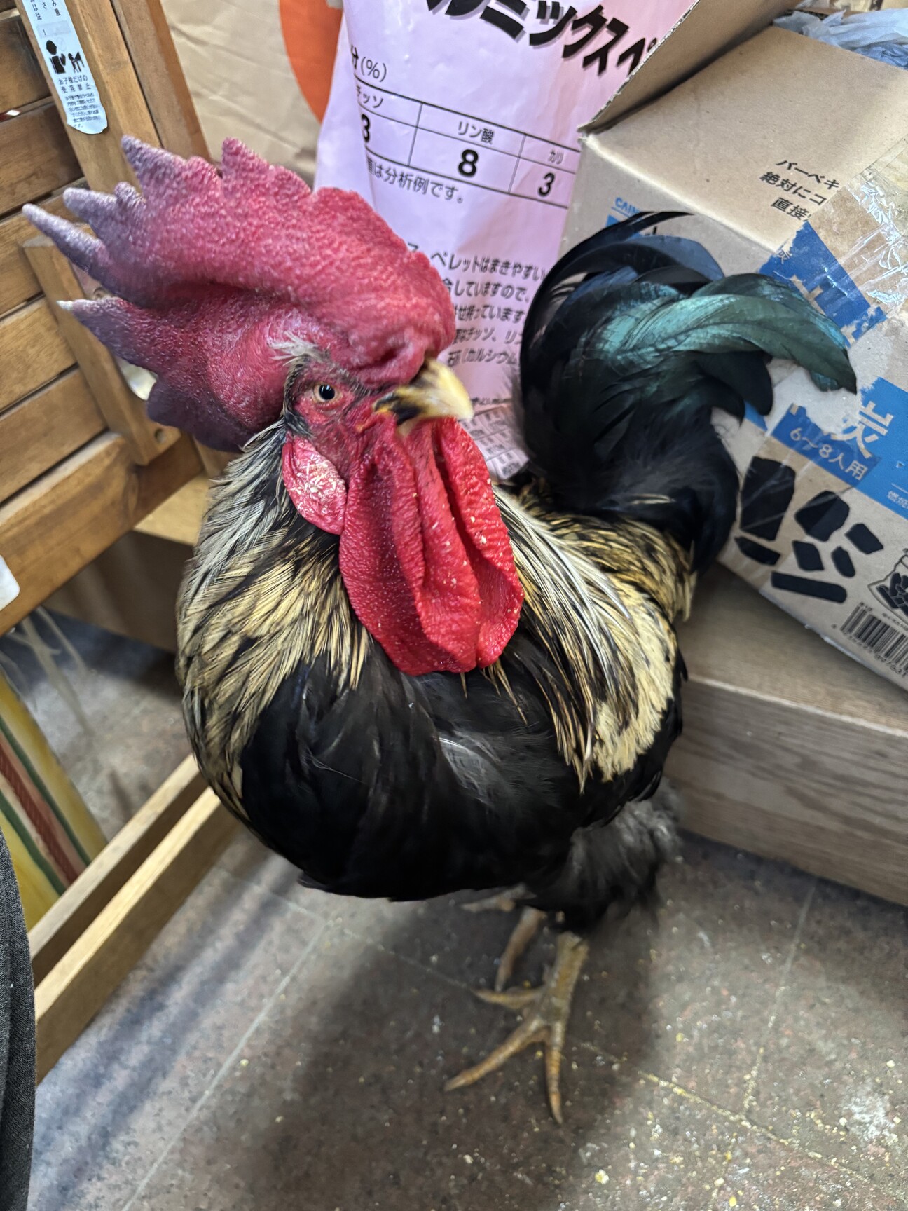 地鶏オス一羽の里親募集」神奈川県 - 鳥の里親募集(514923) 1枚目の