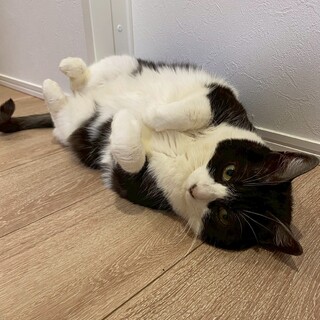 ෆ⃛単頭飼い希望ですෆ⃛ぴょんちゃん