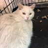 白猫くんには紫外線が危ない サムネイル2