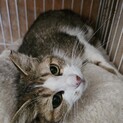 くるみちゃん6/1里親さん決定有り難うございます