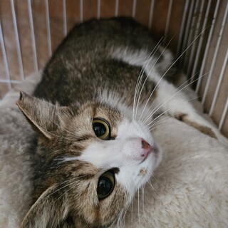 くるみちゃん6/1里親さん決定有り難うございます