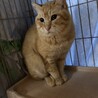 １２匹の仲間　　茶トラ　オス　さん太くん　 サムネイル2