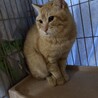 １２匹の仲間　　茶トラ　オス　さん太くん　 サムネイル3