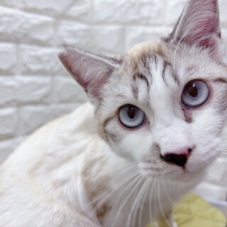 【5/11東日本橋】後追い甘えん坊さん♡デコくん