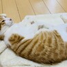 ①りく　茶白　元気いっぱい　甘えん坊 サムネイル4