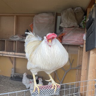 岡崎アロウカナ雄の里親募集