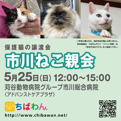 5/25（日)ちばわん市川ねこ親会