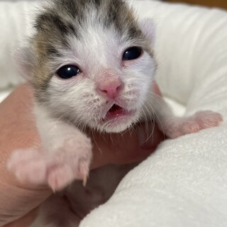 【兄弟譲渡希望】キジ白ちゃん