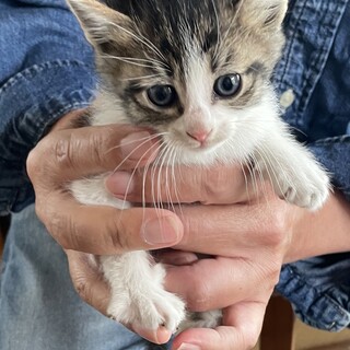 推定4週間　子猫　里親募集