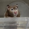 4/23日生まれのハムスター里親募集 サムネイル5