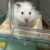 4/23日生まれのハムスター里親募集 サムネイル6