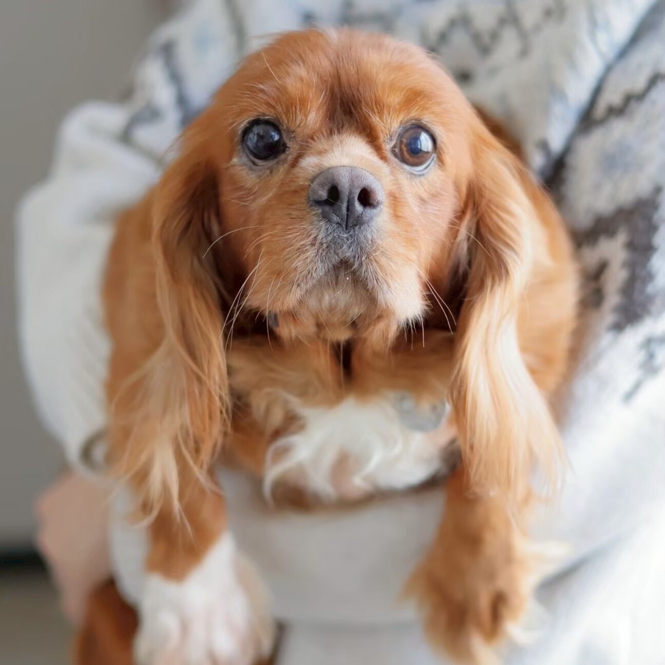 元気いっぱいなキャバリア...」愛知県 - 犬の里親募集(514943 