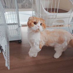 in江南市☆そろそろ子猫も？保護猫をオウチに迎えよう2025年5月11日（日）～ちーむにゃいんず