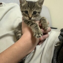 in名古屋市☆そろそろ子猫も？保護猫をオウチに迎えよう2025年5月11日（日）～ちーむにゃいんず