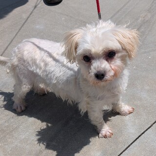 マルチーズの女の子