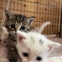 外にいるところを保護いたしました。