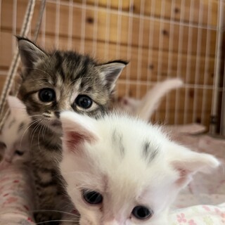 外にいるところを保護いたしました。