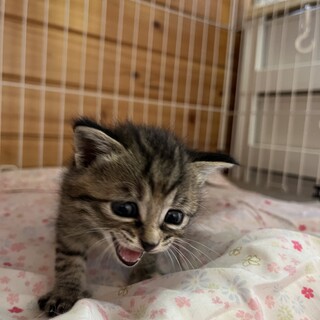 外にいる子猫を保護いたしました。