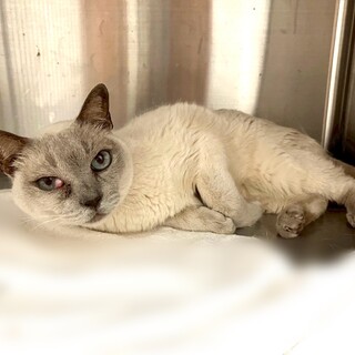 撫でられ好きの男の子