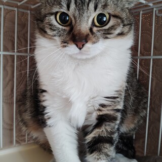 ジブリに出てきそうな♬子ネコ