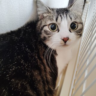 とってもきゅん♡こっそり好奇心旺盛な子ネコ