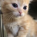 5/13〜トライアル中