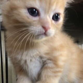 5/13〜トライアル中