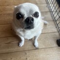 チワワのチイちゃん