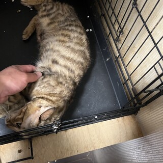 ベンガル伊勢市