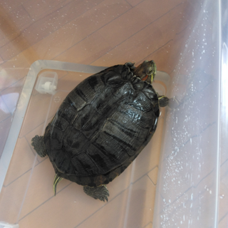 ミドリ亀の里親募集