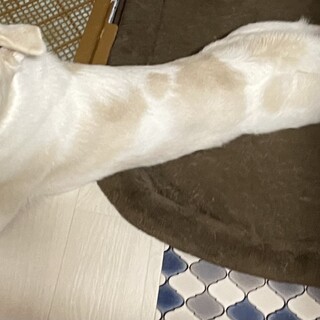 保護犬飼育経験のある方！