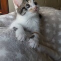 ありがとうございました★可愛い三毛猫　ミキちゃん