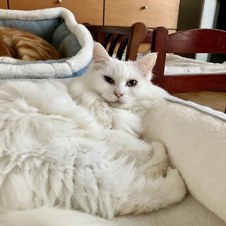 オッドアイのフレアちゃん