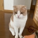 スコティッシュの男の子