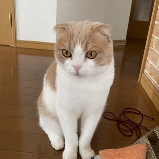 スコティッシュの男の子