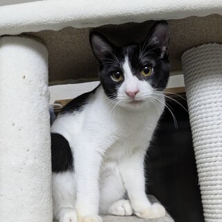 可愛いハチワレ子猫５ヶ月