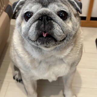 人が大好きな可愛いパグ(メス)です