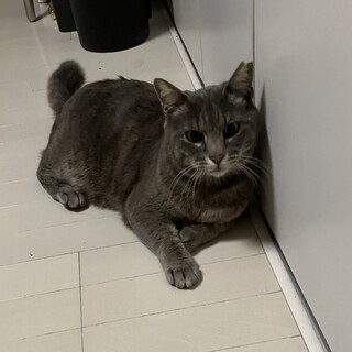 穏やか慣れ慣れグレー猫